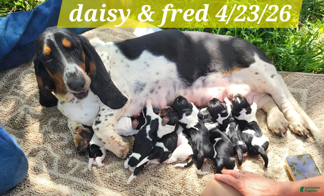Basset Hound dogs for sale: River  - Ad 2