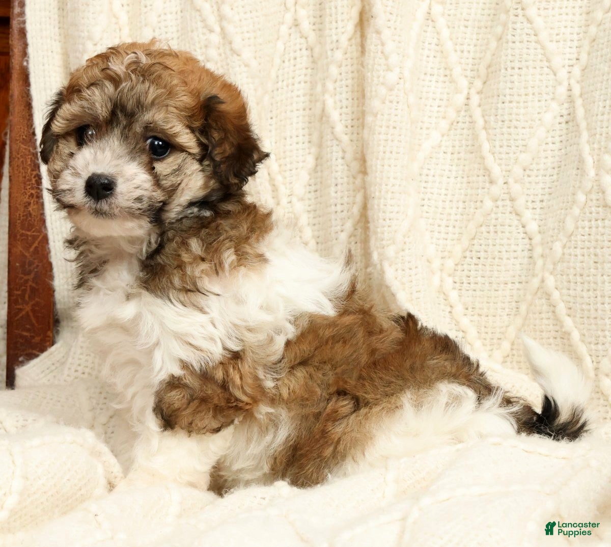 Havanese dogs Allie - Ad 2