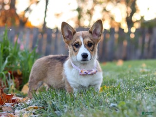 Welsh Corgi Pembroke dogs - Ad 27