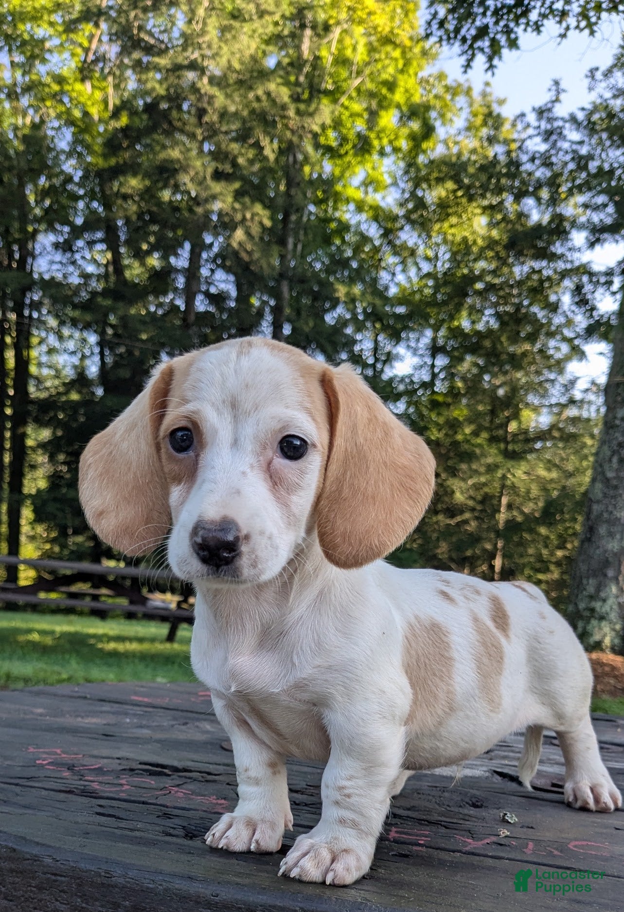 Dachshund dogs Cash - Ad 2