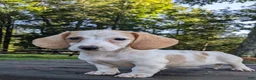Dachshund dogs for sale: Cash - Ad 2