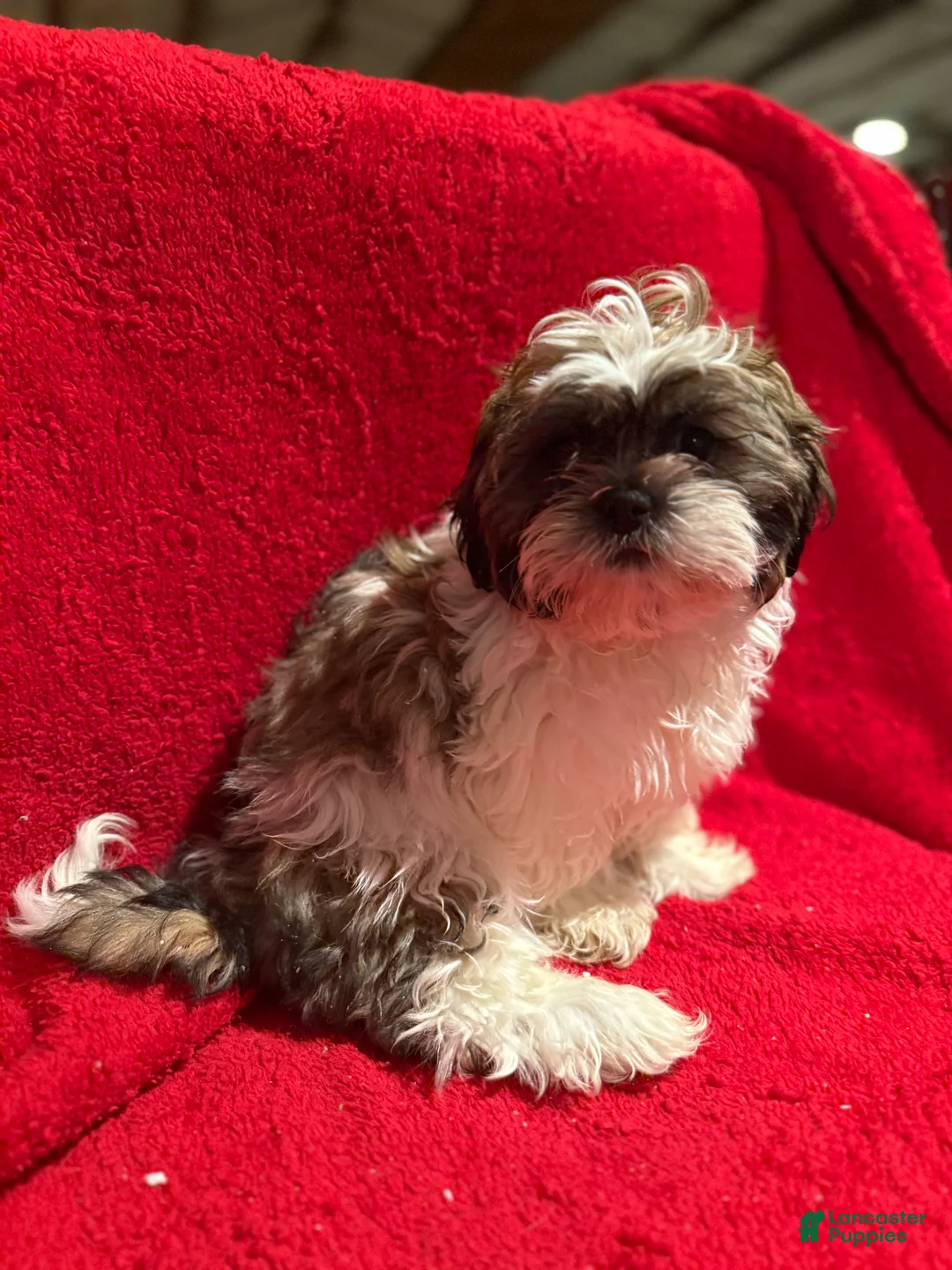 Shih Tzu dogs for sale: Shih Tzu Puppy 1 - Ad 2