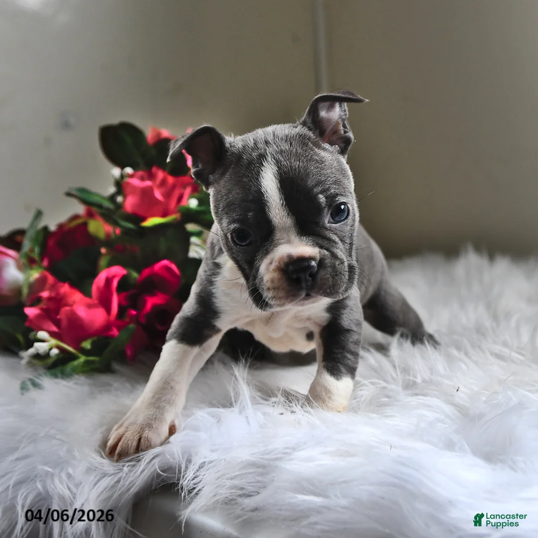 Boston Terrier dogs for sale: Missy - Ad 1
