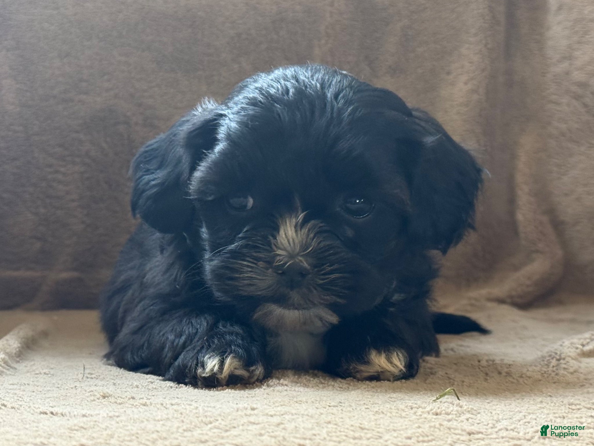 Shih Tzu dogs Casey - Ad 2