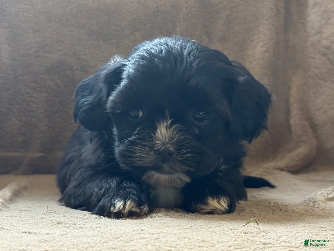Shih Tzu dogs for sale: Casey - Ad 2
