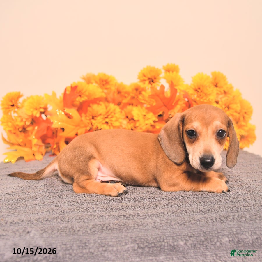 Miniature Dachshund dogs for sale: Roscoe - Ad 2