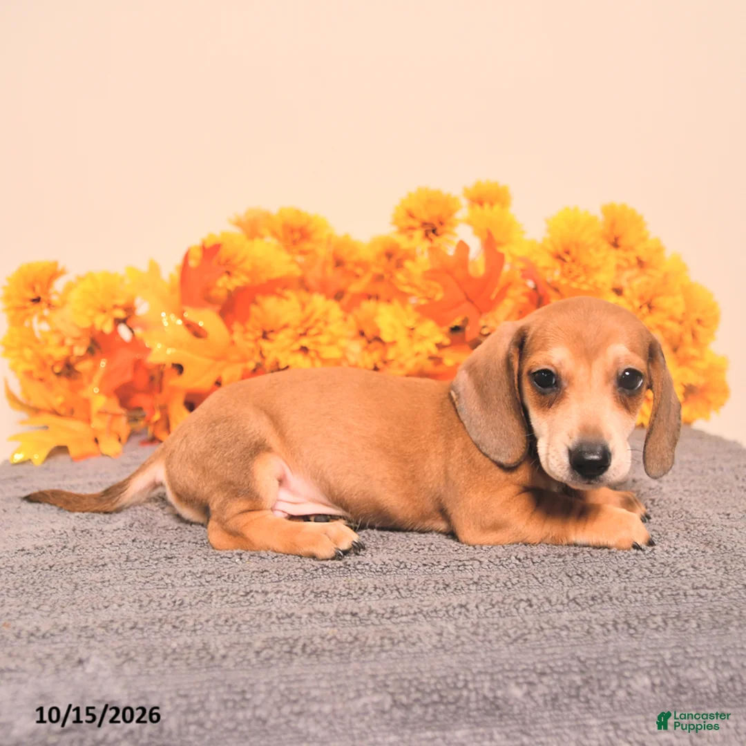 Miniature Dachshund dogs for sale: Roscoe - Ad 2