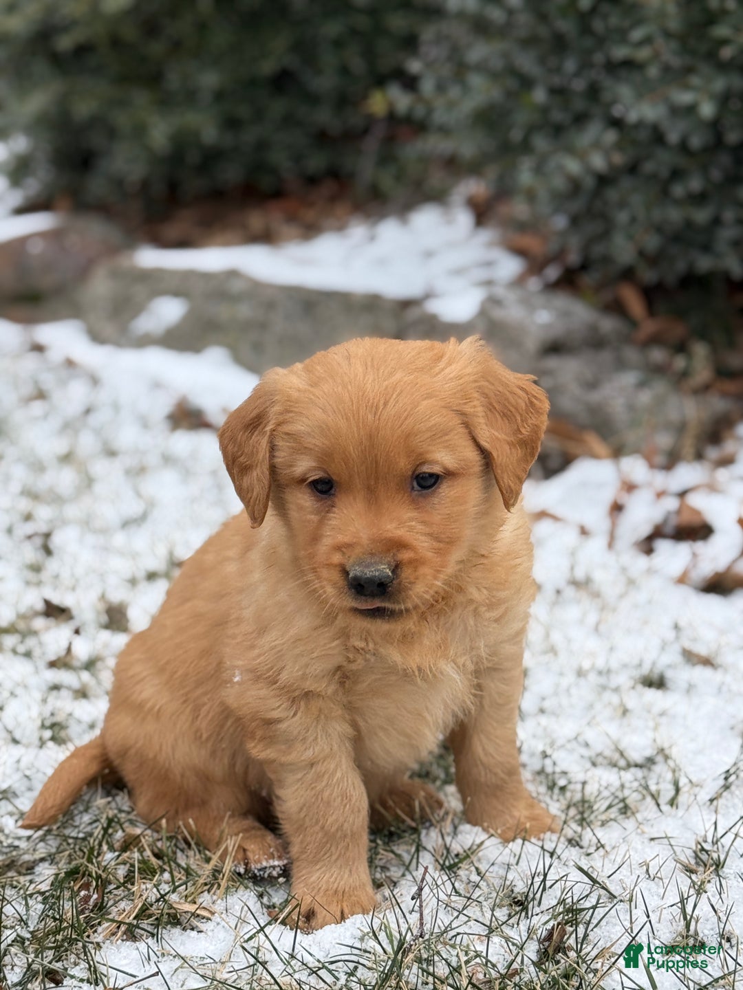 Golden Retriever dogs for sale: Sindy - Ad 8
