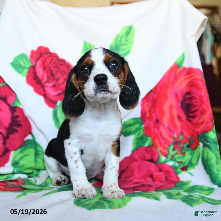 Beaglier dogs Clark - Ad 1