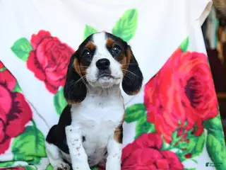 Beaglier dogs for sale: Clark - Ad 2