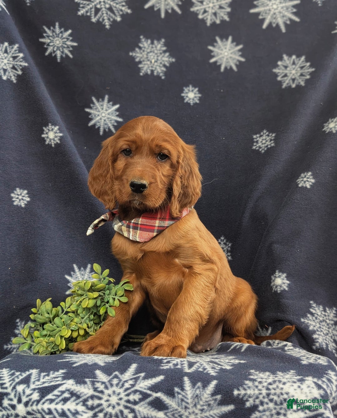 Irish Setter dogs for sale: Diesel - Ad 1