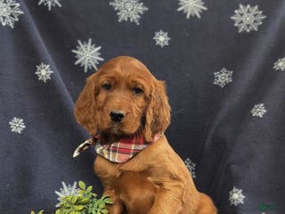 Irish Setter dogs Diesel - Ad 9