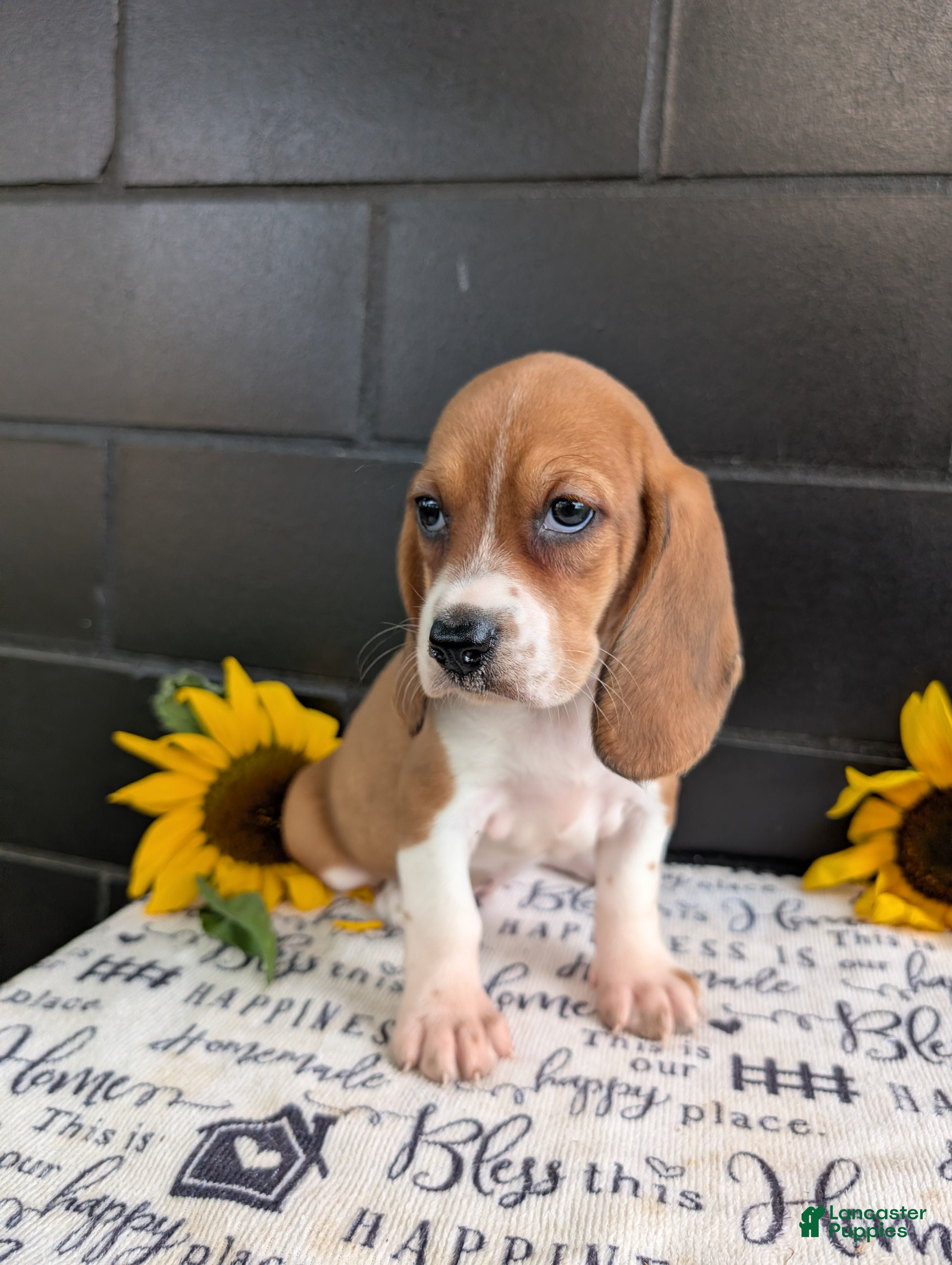 Mixed Breed dogs Lilly - Ad 2