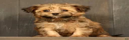 Havapoo dogs for sale: Missy - Ad 2