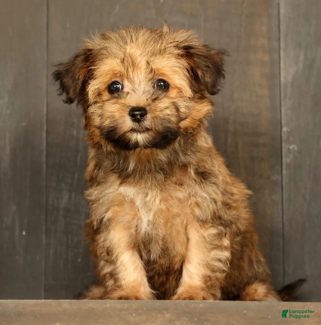 Havapoo dogs for sale: Missy - Ad 2