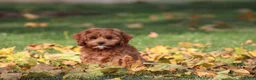 Cavapoo dogs for sale: Bently - Ad 7