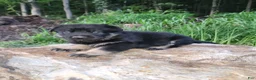 German Shepherd dogs for sale: German Shepherd 6 Truman - Ad 3