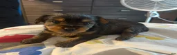 Yorkshire Terrier dogs for sale: Yorkshire Terrier Puppy 1 - Ad 1