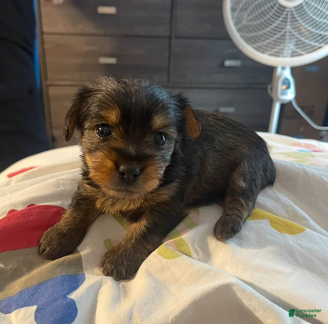 Yorkshire Terrier dogs for sale: Yorkshire Terrier Puppy 1 - Ad 1