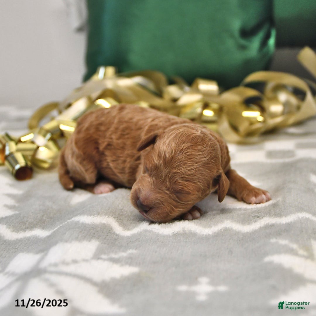 Mini Goldendoodle dogs for sale: Fern - Ad 1