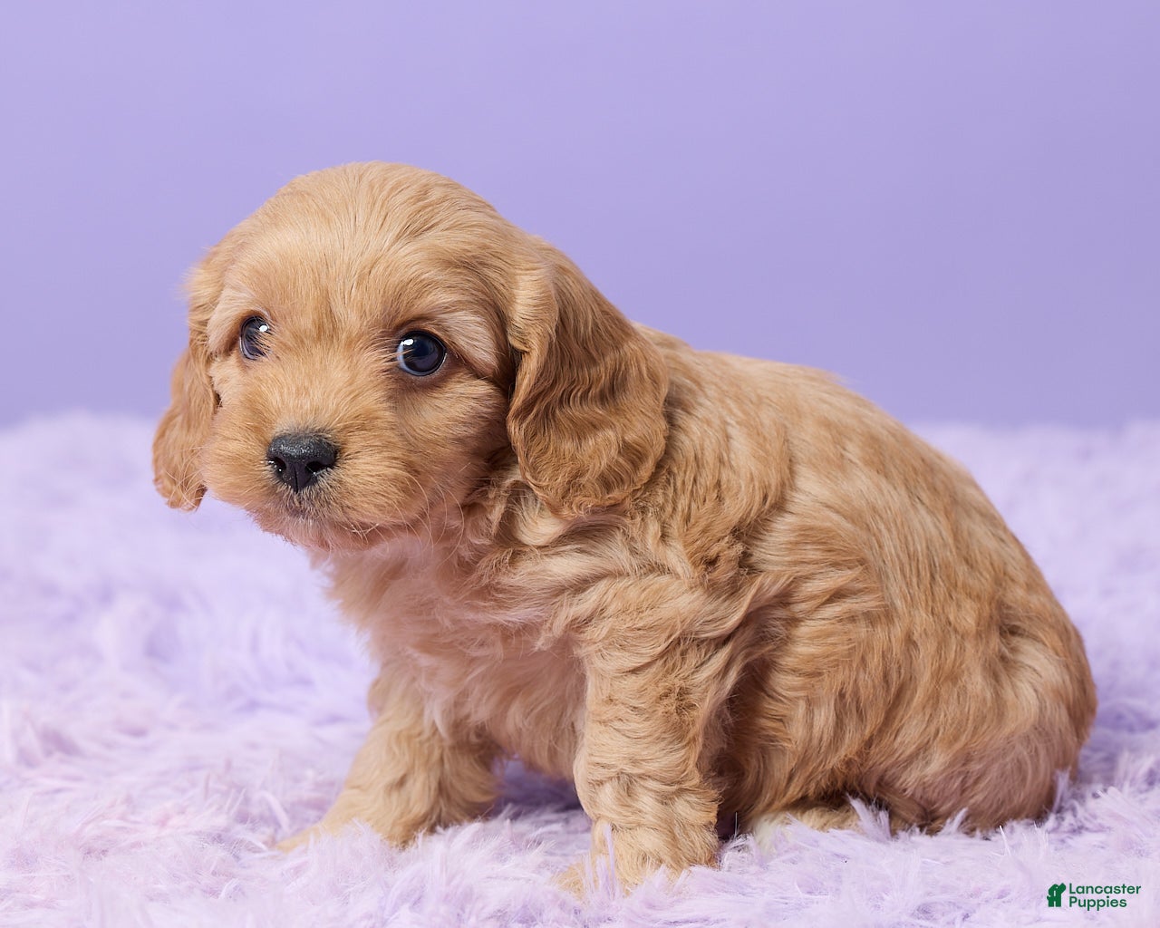 Cavapoo dogs Ashley - Ad 2