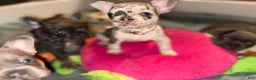 French Bulldog dogs for sale: French Bulldog 2 - Ad 3