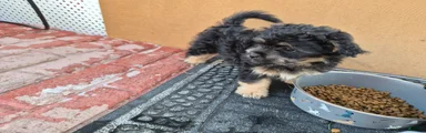Lil bit