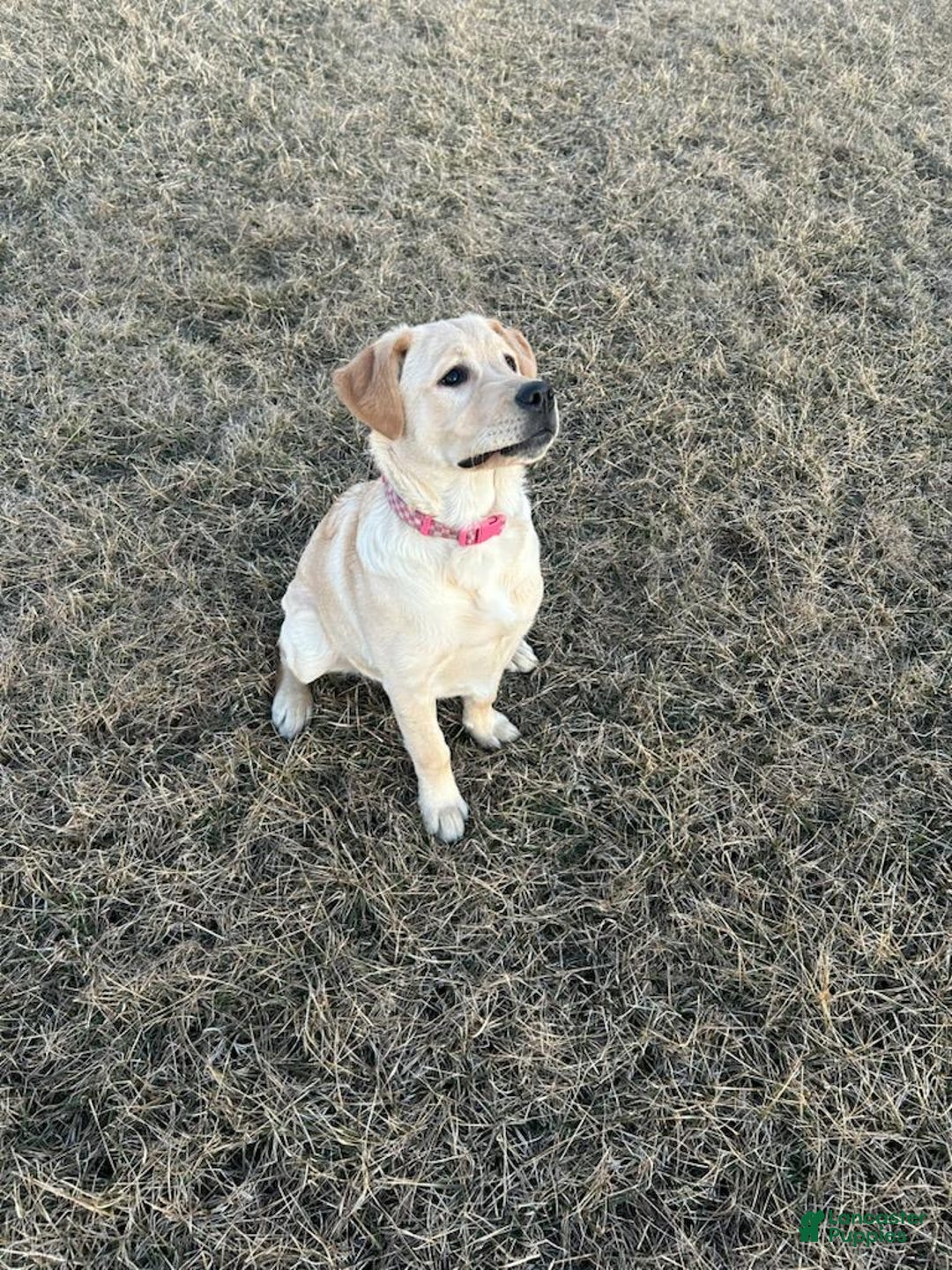 Mixed Breed dogs for sale: Mixed Breed Puppy 1 - Ad 2