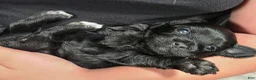Yorkiepoo dogs for sale: Mushu - Ad 6