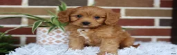 Cavapoo dogs for sale: Simba - Ad 9