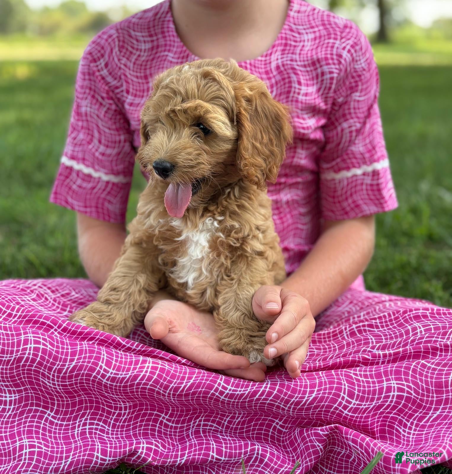 Cavapoo dogs Clover - Ad 1