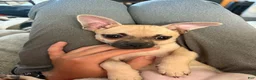 Mixed Breed dogs for sale: Goldy - Ad 3