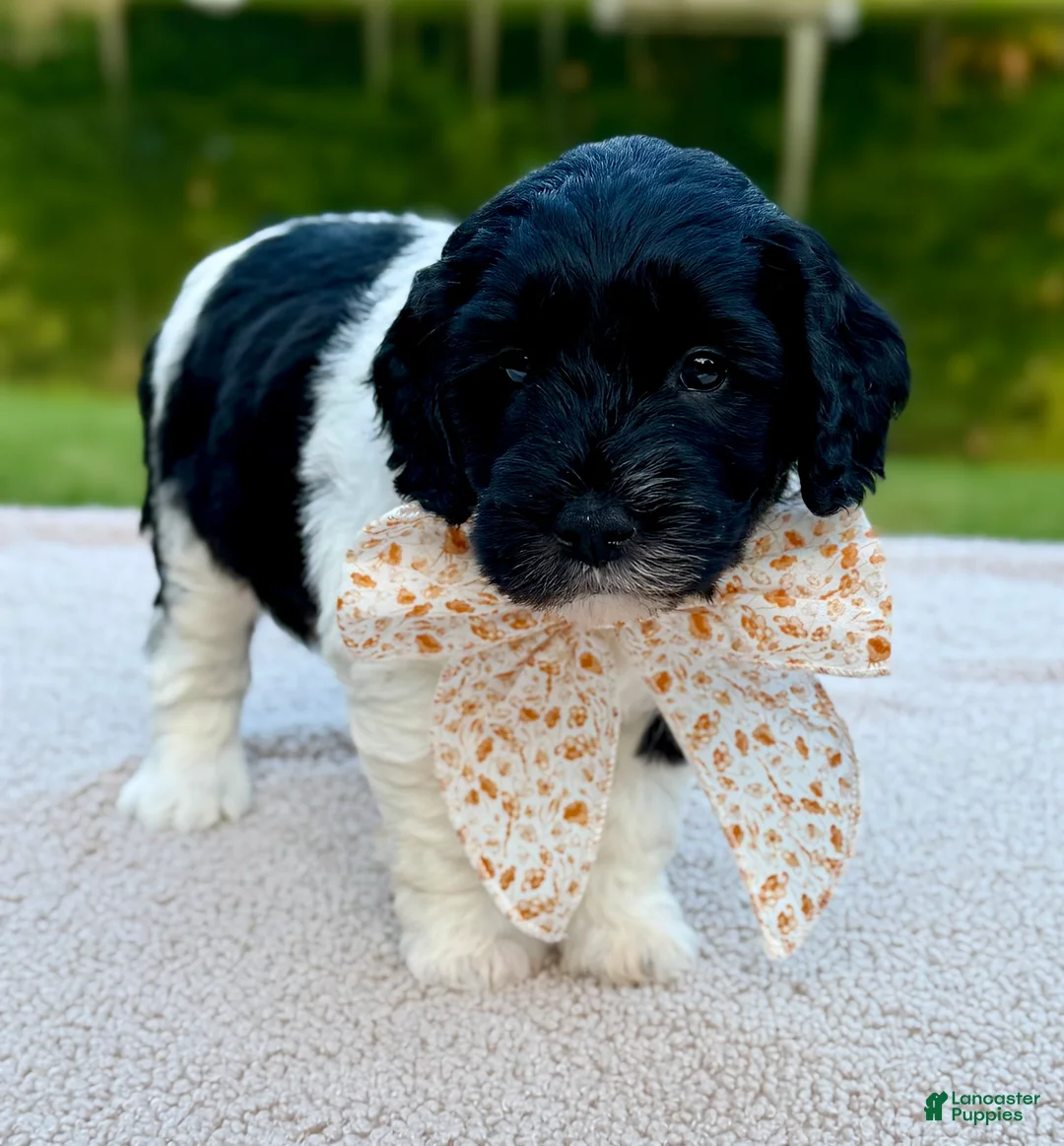 Goldendoodle dogs for sale: Bunny  - Ad 1