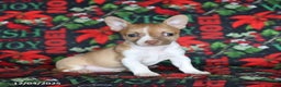 Chihuahua dogs for sale: Pepper - Ad 1