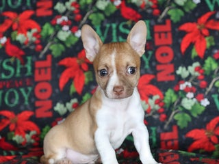 Chihuahua dogs Pepper - Ad 7