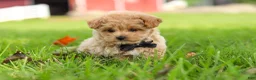 Maltipoo dogs for sale: Nash - Ad 17