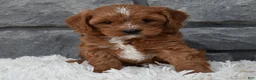Cavapoo dogs for sale: Rocco  - Ad 4