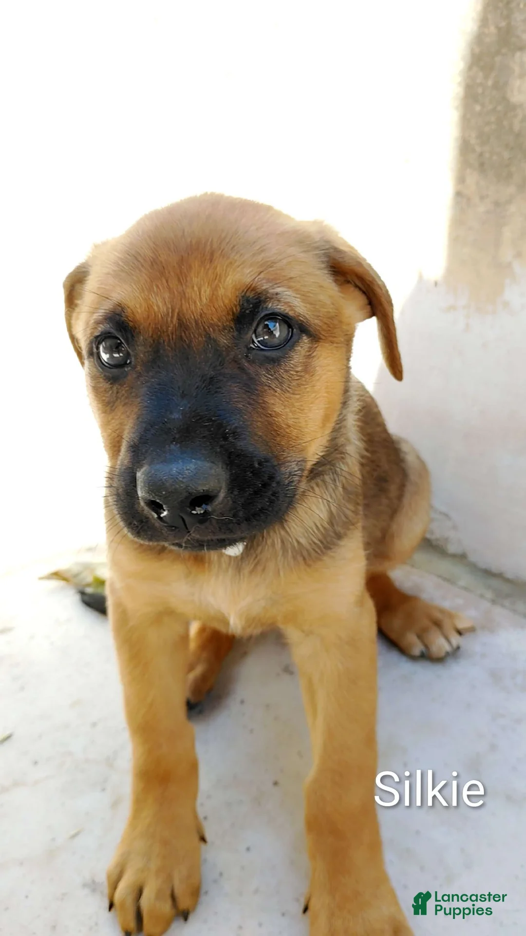 Belgian Malinois dogs for sale: Belgian Malinois 5 Silkie - Ad 1