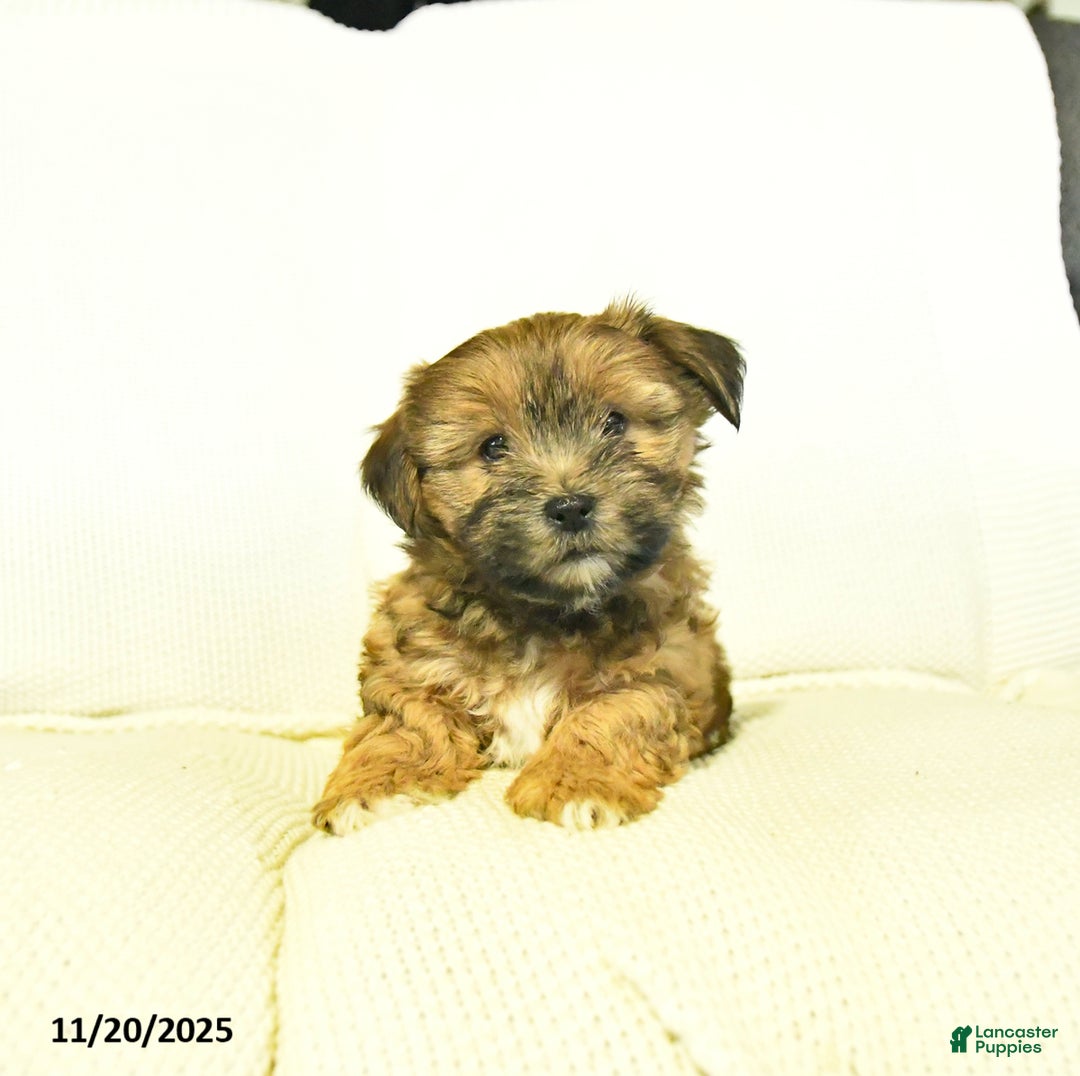 Yochon dogs for sale: Paige  - Ad 2