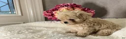 Maltipoo dogs for sale: Mars - Ad 4