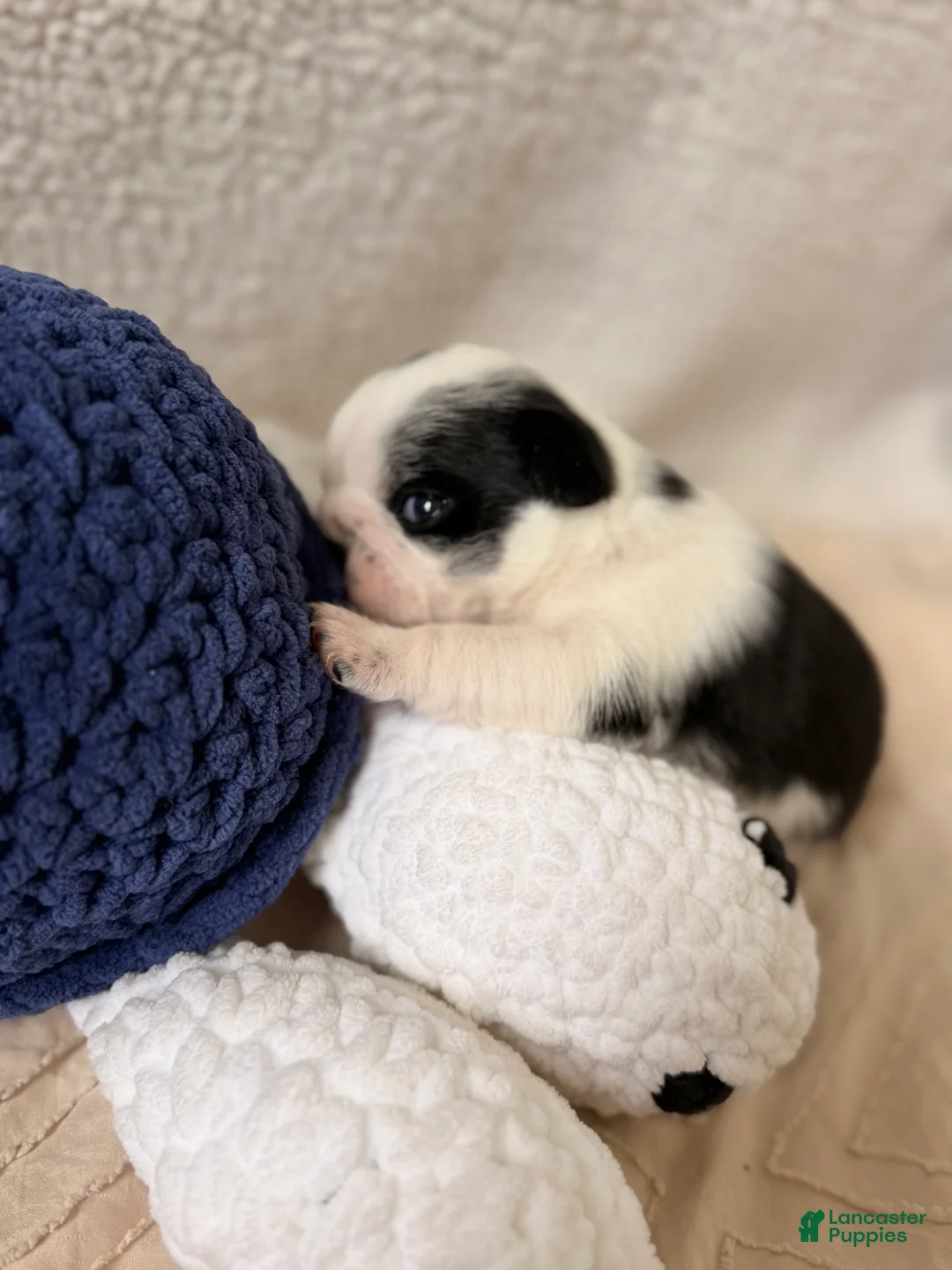 Pug dogs for sale: Pug Puppy 5 Apolo - Ad 1