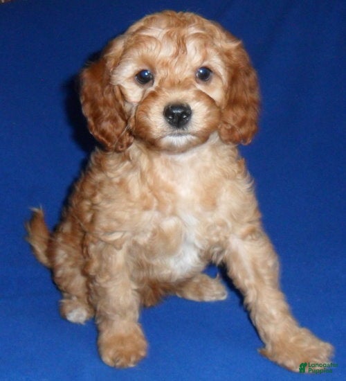 Cockapoo dogs Peanut - Ad 11
