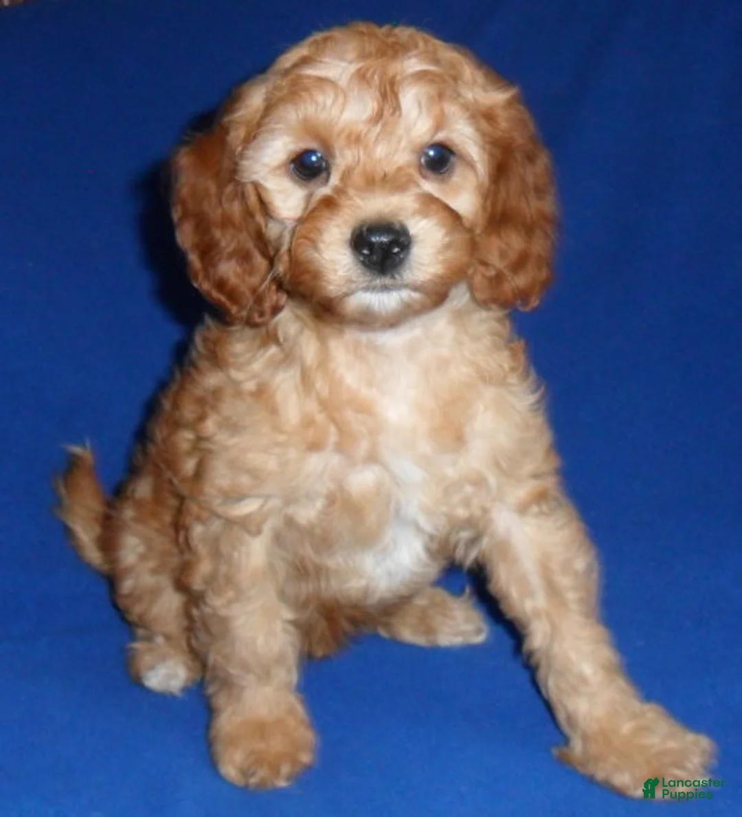 Cockapoo dogs for sale: Peanut - Ad 1