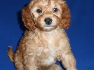 Cockapoo dogs Peanut - Ad 11