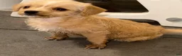 Mixed Breed dogs for sale: Mixed Breed 1 - Ad 5