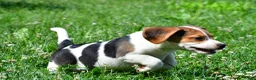 Beagle dogs for sale: Ronnie - Ad 9