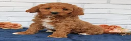Cavapoo dogs for sale: Amy  - Ad 4