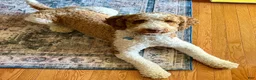 Goldendoodle dogs for stud: The Dood-F1BB - Ad 3