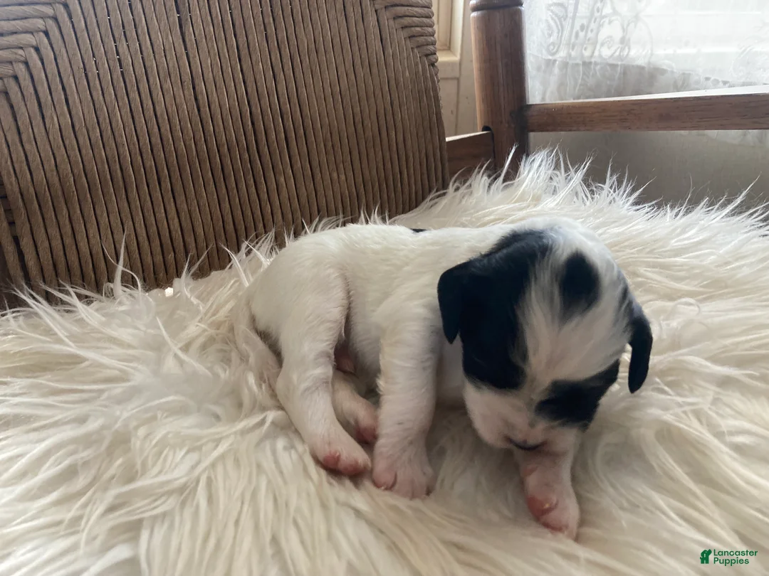 English Setter dogs for sale: Bandit  - Ad 3