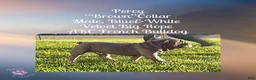 French Bulldog dogs for sale: Percy “Brown” Collar, Male - Ad 4